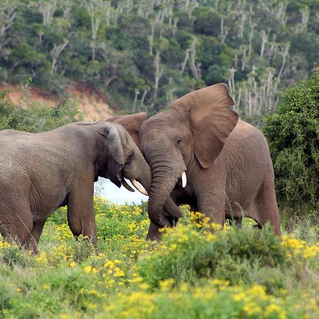 Sibuya Game Reserve And Lodge Kenton-on-Sea Extérieur photo