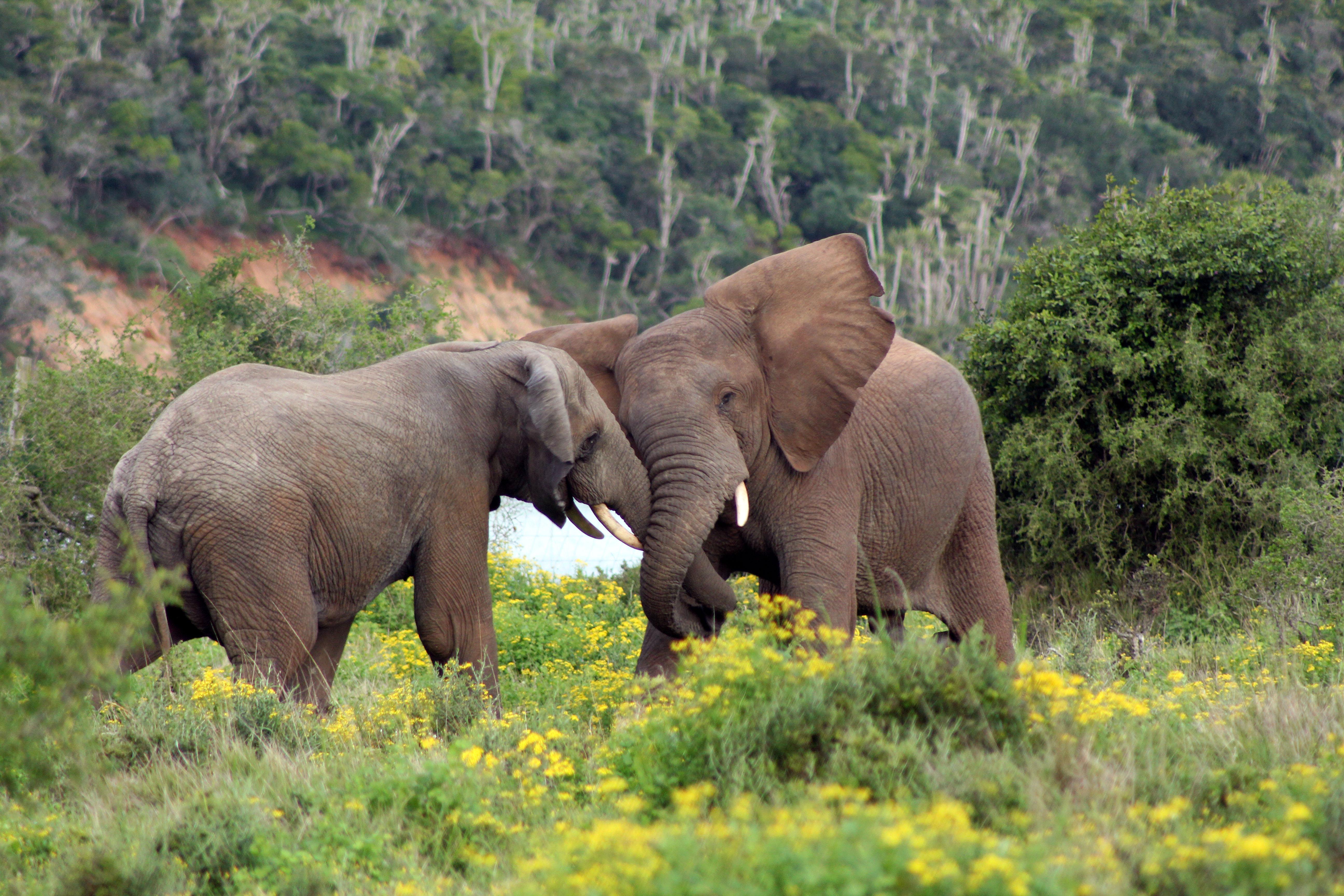 Sibuya Game Reserve And Lodge Kenton-on-Sea Extérieur photo