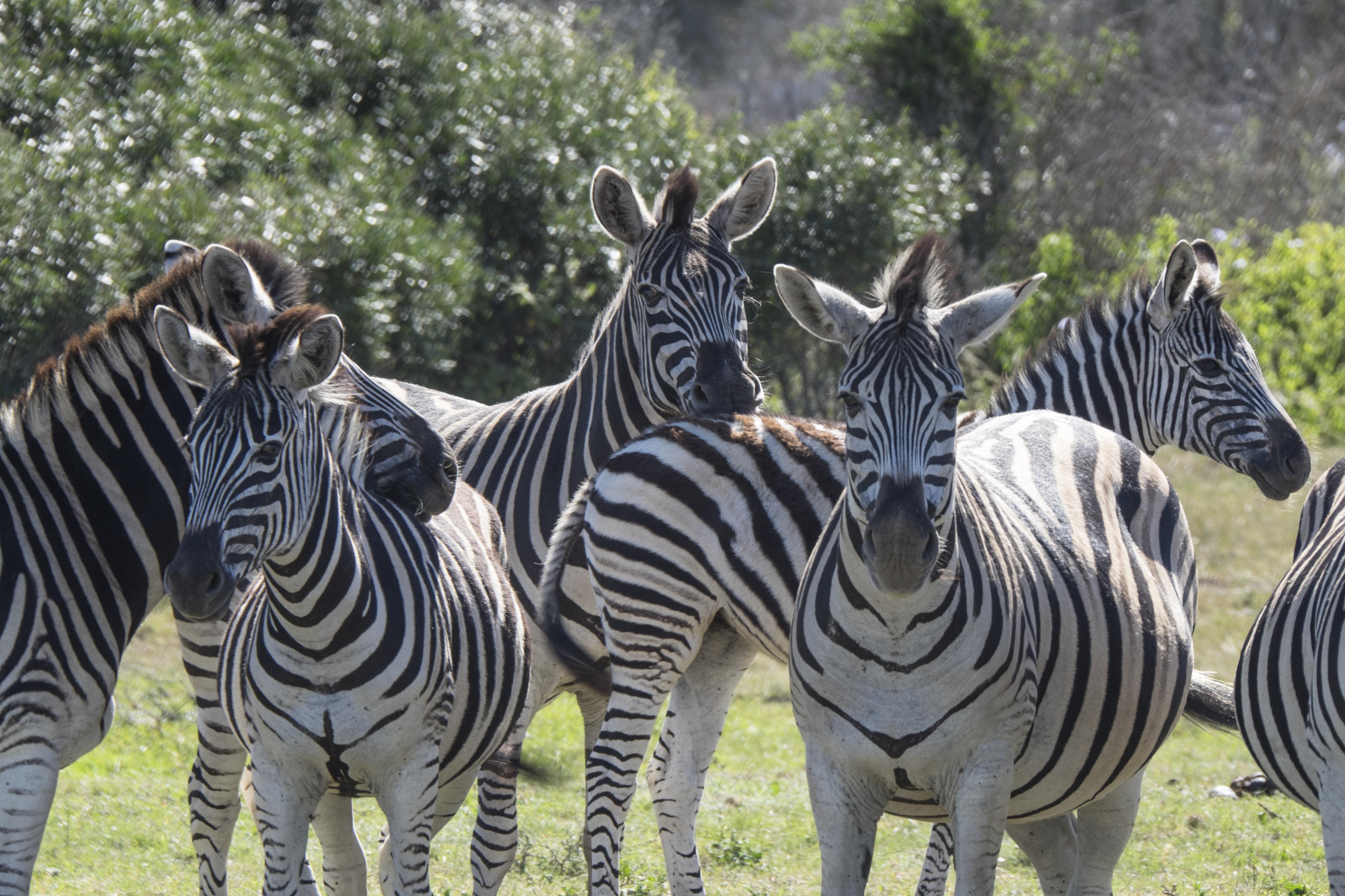 Sibuya Game Reserve And Lodge Kenton-on-Sea Extérieur photo