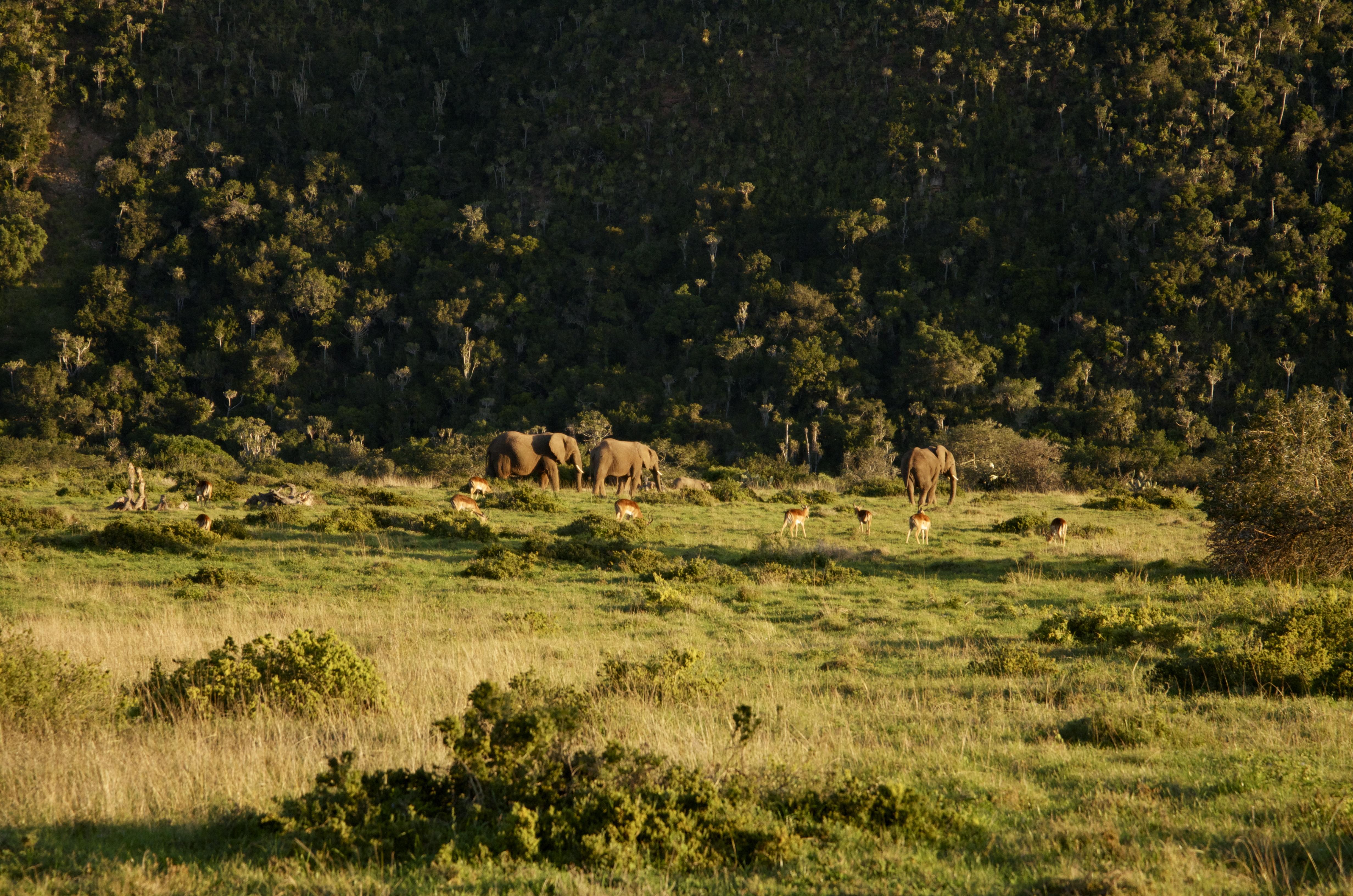 Sibuya Game Reserve And Lodge Kenton-on-Sea Extérieur photo