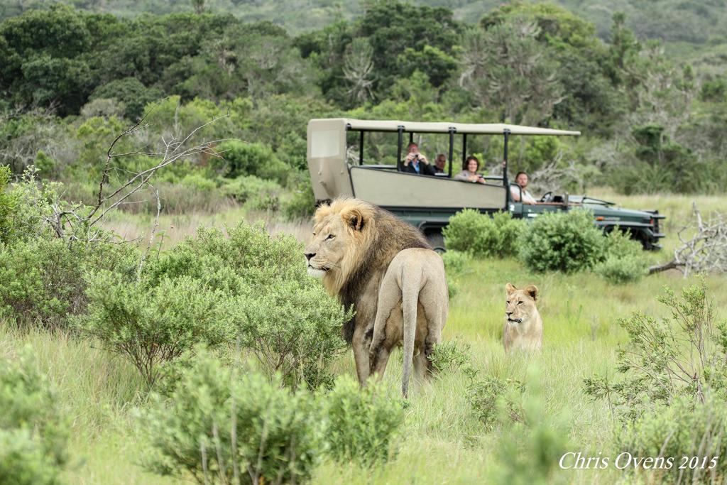 Sibuya Game Reserve And Lodge Kenton-on-Sea Extérieur photo