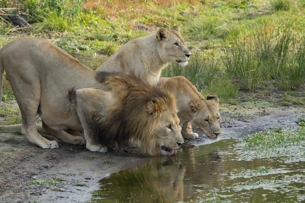 Sibuya Game Reserve And Lodge Kenton-on-Sea Extérieur photo